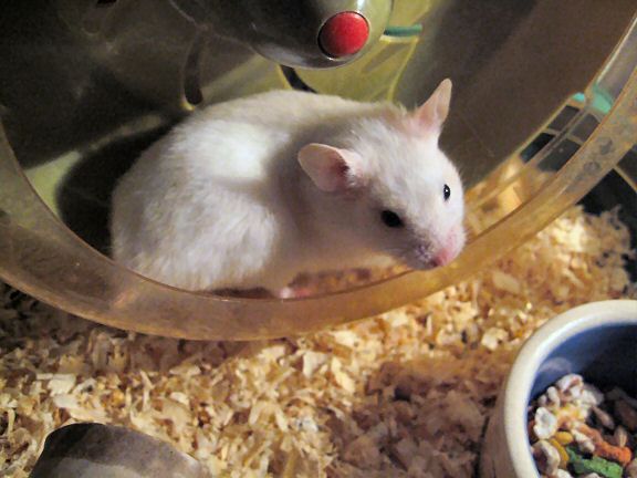 My hamster Lucy having a run.