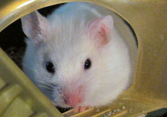 My hamster Lucy having a look.