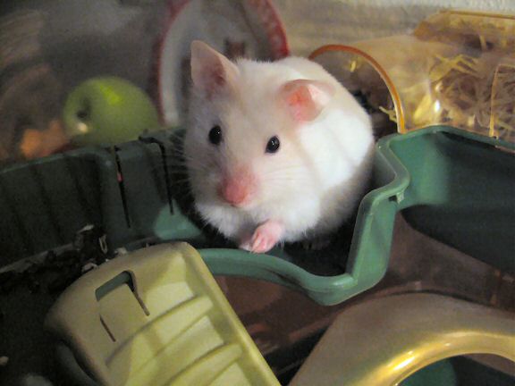 A previously unpublished photograph of my hamster Lucy (2.0).