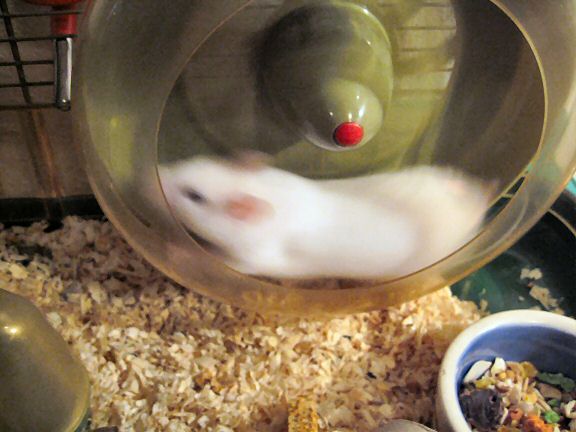 Picture of my hamster Lucy running in her treadmill.