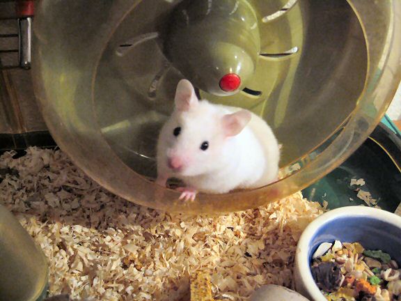Picture of my hamster Lucy resting a moment after a run in her treadmill.