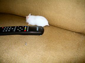 Picture of my hamster Lucy on my couch.