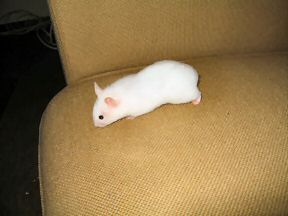 Picture of my hamster Lucy on my couch.