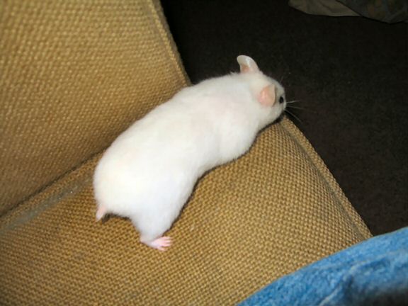 Picture of my hamster Lucy on my couch.