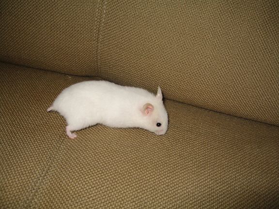A previously unpublished photograph of my hamster Lucy (2.0).