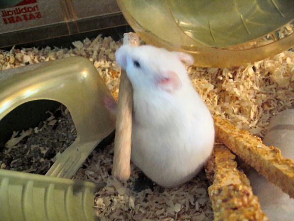 Picture of my hamster Lucy struggl'ing with a large treat.