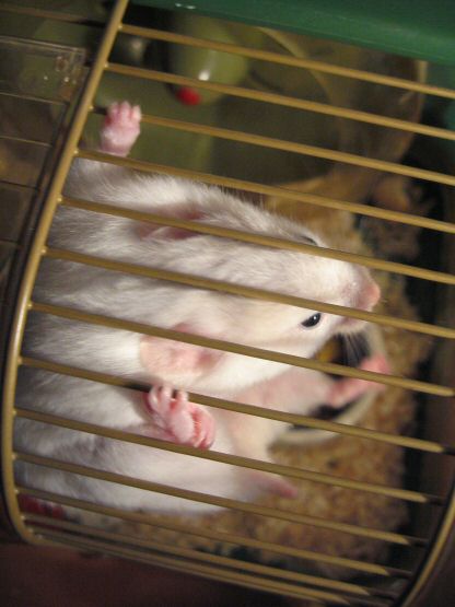 Picture of my hamster Lucy hanging in her cage.