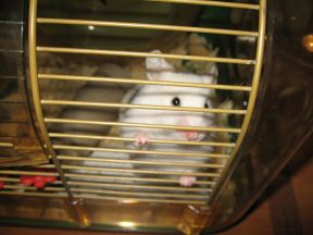 Picture of my hamster Lucy beggin' to get out of her cage.