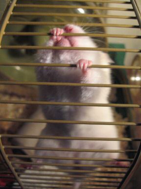Picture of my hamster Lucy demanding to get out of her cage.