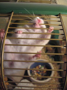 Picture of my hamster Lucy demanding to get out of her cage.