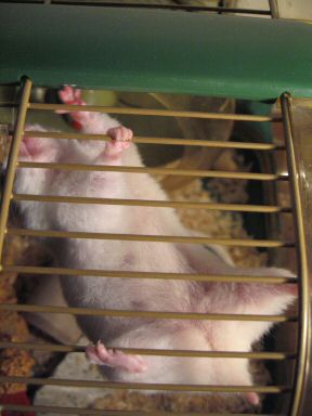 Picture of my hamster Lucy demanding to get out of her cage.