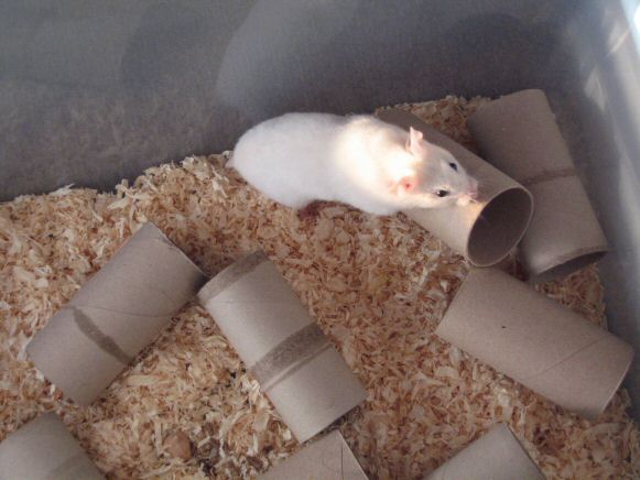 A previously unpublished photograph of my hamster Lucy (2.0).