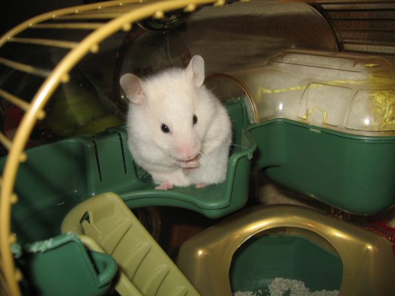 Picture of my hamster Lucy grooming.