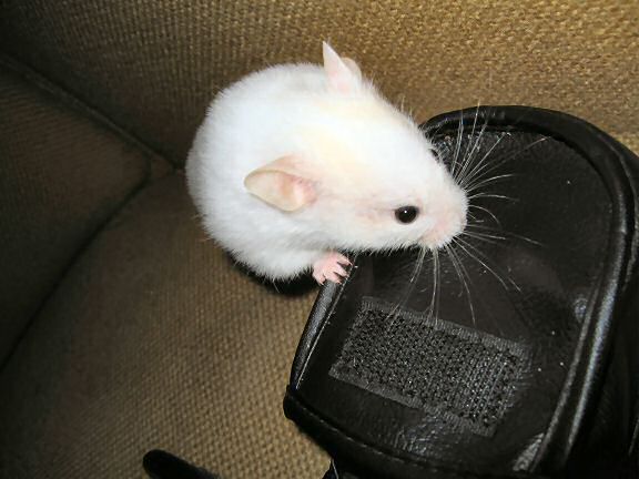 My hamster Lucy exploring...