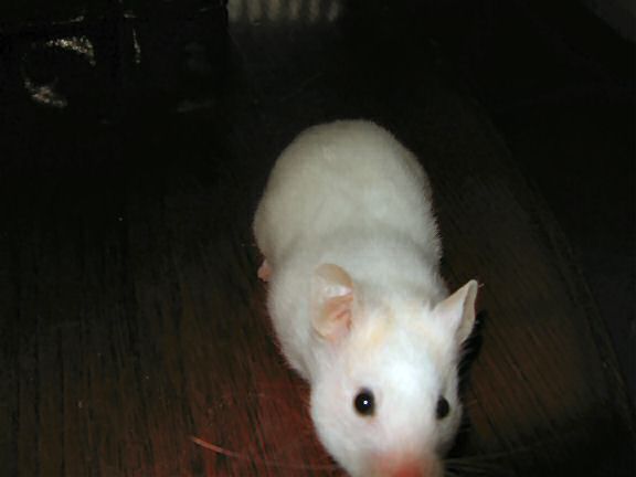My hamster Lucy reading the Make: web page  ;) 