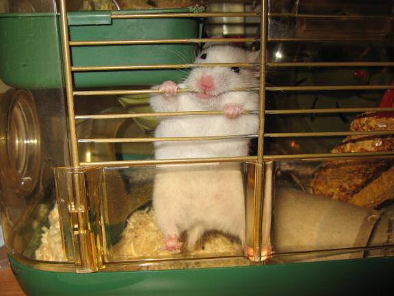 My hamster Lucy trying to get (and getting) some attention.