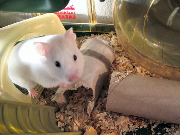 Picture of my hamster Lucy.