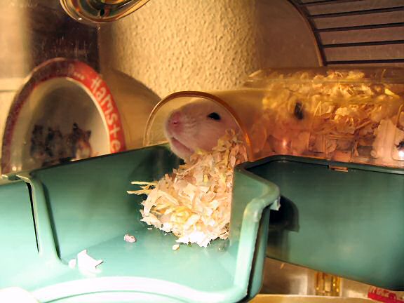 Picture of my hamster Lucy.