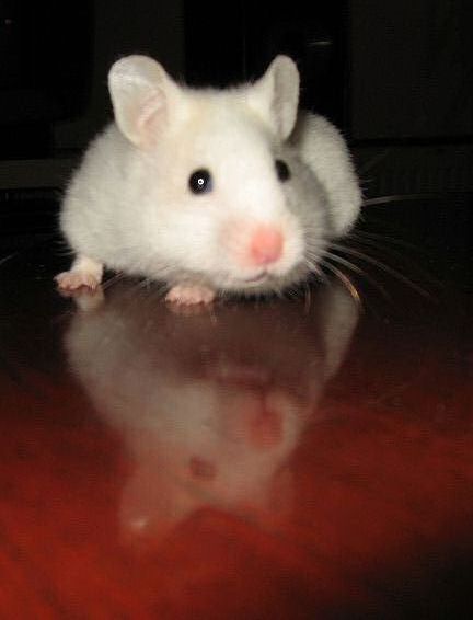 Picture of Lucy on the table.