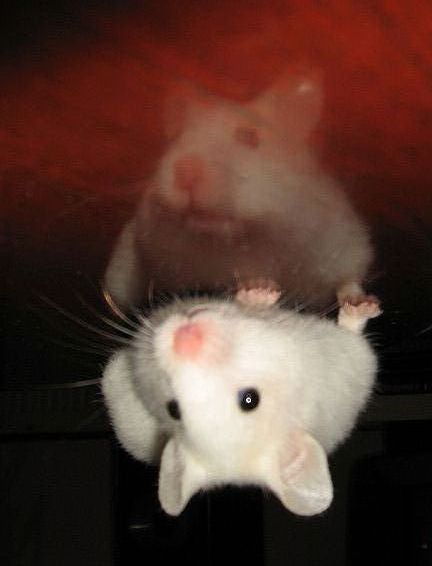 Picture of Lucy on the table.