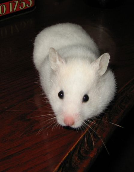 Picture of Lucy on the table.