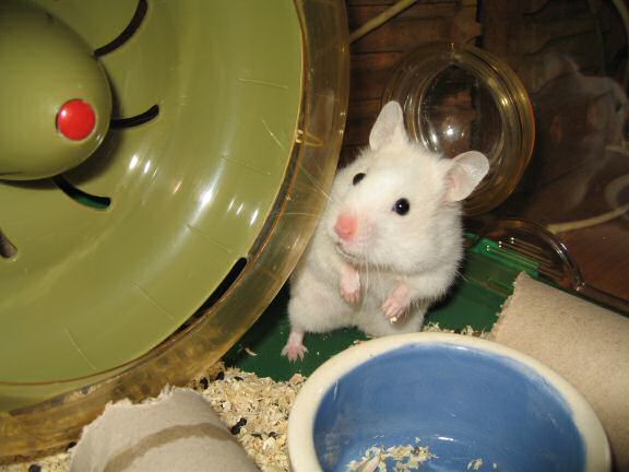 Picture of my hamster Lucy, beside her treadmill.