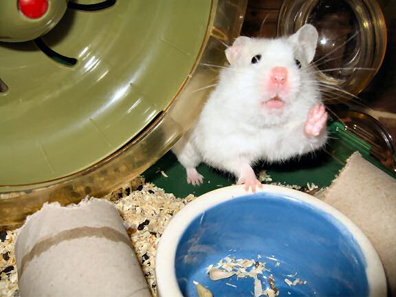 Picture of my hamster Lucy, showing how much she has to run to reach her 300 km milestone.