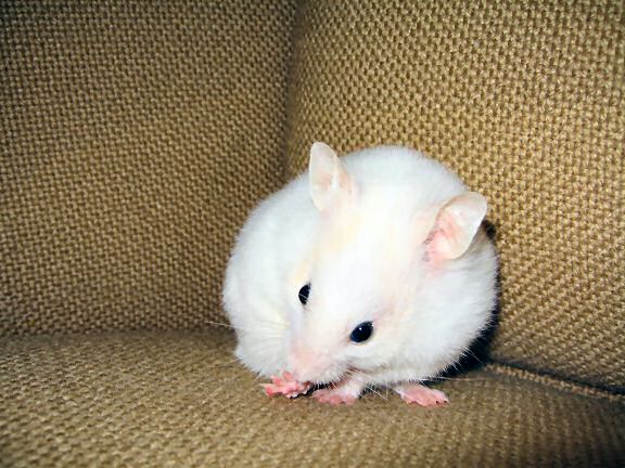 Picture of my hamster Lucy washing up.
