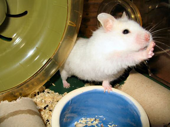 Picture of my hamster Lucy