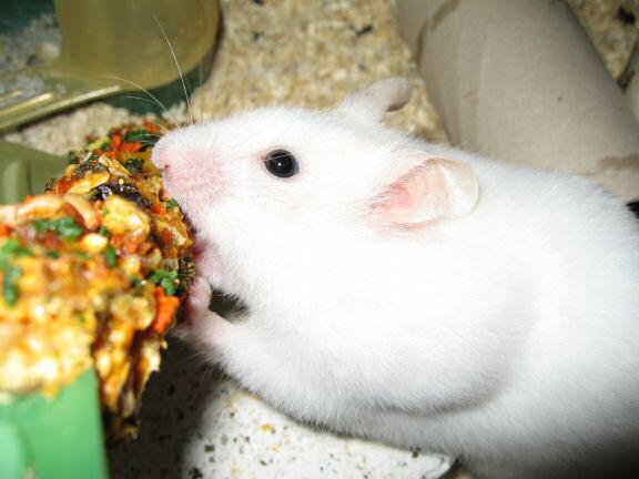 Picture of my hamster Lucy, enjoying her treat
