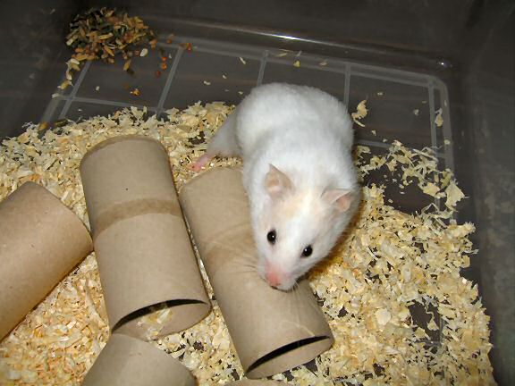 Picture of my hamster Lucy having a look around.