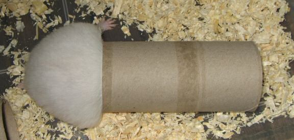 Picture of my hamster Lucy trying to hide from me.