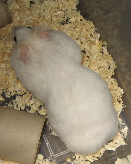 Picture of my hamster Lucy showing my why she tried to hide.