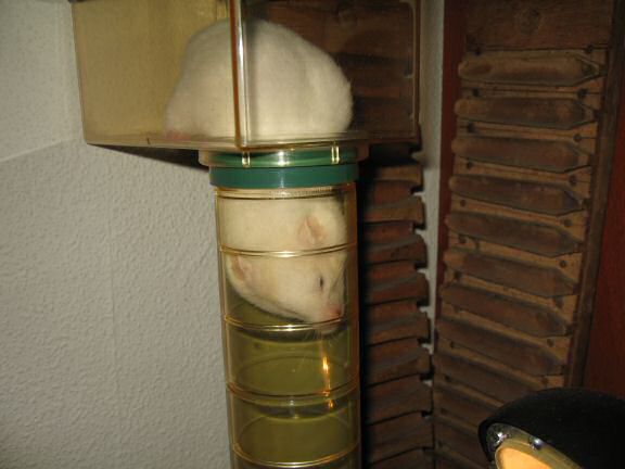 Close up of my hamster Lucy going head down first.