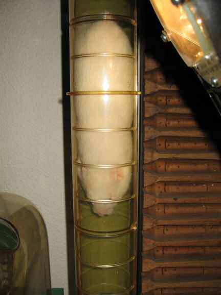 Close up of my hamster Lucy going head down first.