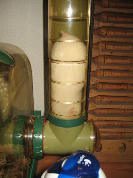 Close up of my hamster Lucy going head down first.