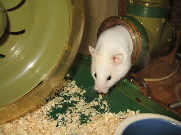 Close up of my hamster Lucy going head down first.