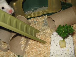 Close up of my hamster Lucy: 'What's up, is this for me?'