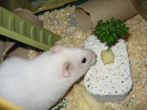 Close up of my hamster Lucy: 'It smells kind o' nice!'