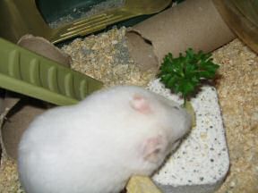 Close up of my hamster Lucy: 'Yo! Apple, I like this!'