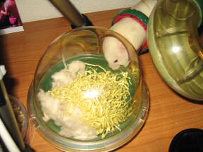 Close up of my hamster Lucy: 'Mmm, I don't know.'