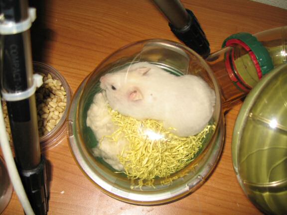 Close up of my hamster Lucy: 'It is kind'a roomy!'