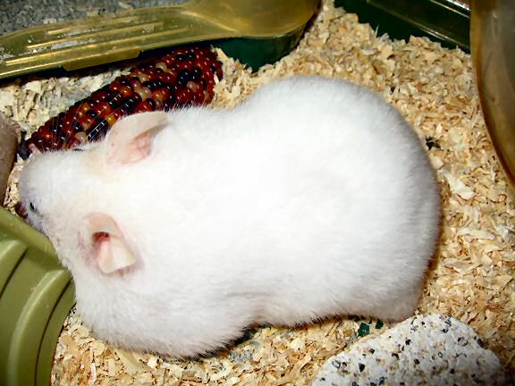 Picture of my hamster Lucy with her left pouch filled with corn.