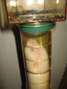 Picture of my hamster Lucy bringing her corn to the Meditation room.