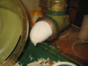 Picture of my hamster Lucy bringing her corn to the Meditation room.