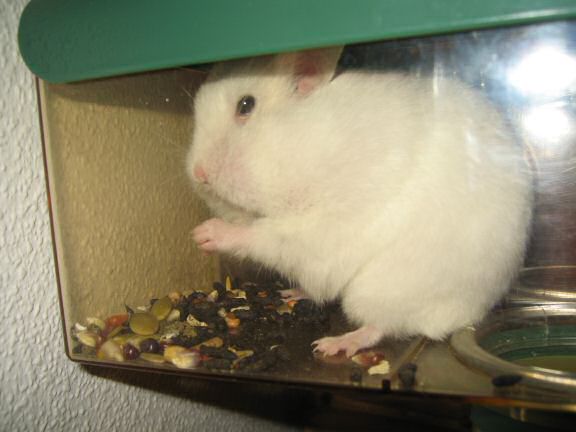 Picture of my hamster Lucy having stuffed her face