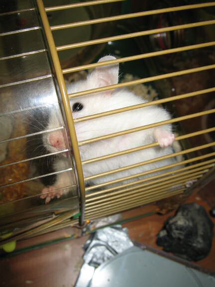 Picture of my hamster Lucy trying to convice me she wants out of her cage.