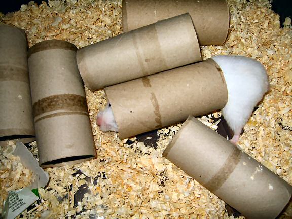 Picture of some bedding removed from my hamster Lucy bedroom, by Lucy.