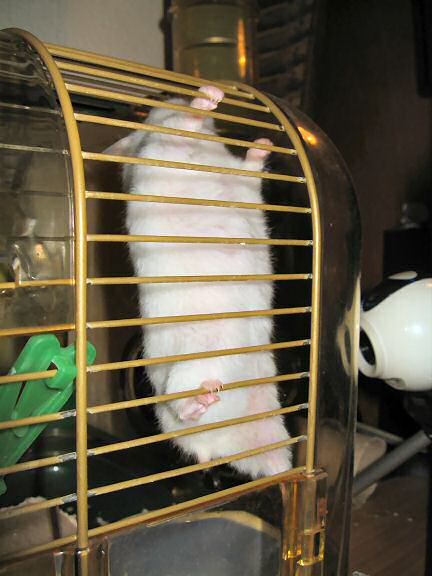 Picture my hamster Lucy climbing in her cage.