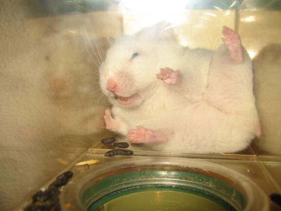 My hamster Lucy acting silly.